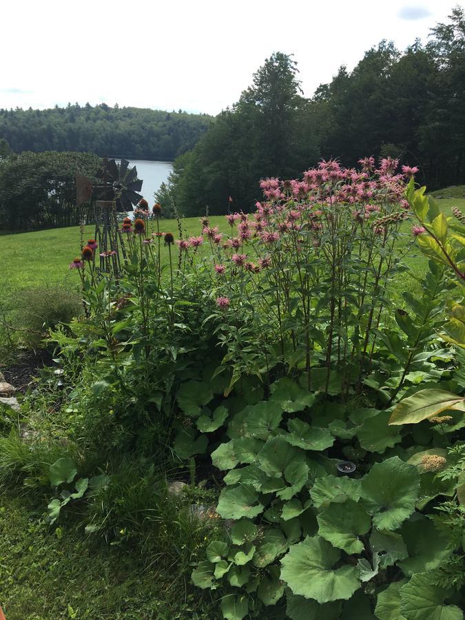 Hummingbird Hill Bed and Breakfast Stoddard Eksteriør billede